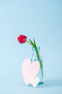 透明玻璃花瓶和蓝底纸心上的红色郁金香