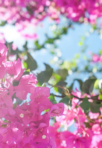 粉红色的花和蓝色的阳光天空花的背景，春天的假期和妇女日的概念。活着的生命绽放