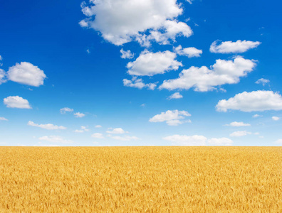 美丽的黄色麦田与蓝天和云彩在夏天的照片