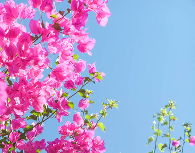 粉红色的花和蓝色的阳光天空，花卉背景，春季假期和妇女日的概念。 生命绽放