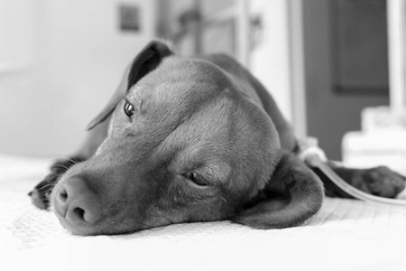 一只从麻醉中恢复过来的小狗的黑白摄影