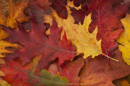 秋天。 秋天的叶子背景。 五颜六色的橡树叶躺在草地上