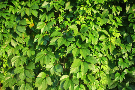 野生藤蔓墙。 野生绿色葡萄背景。