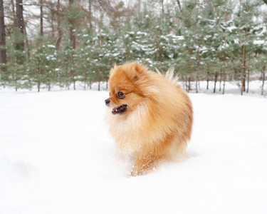 PuppyPomeranianSpitz在公园的冬季散步。如何保护你的宠物免受体温过低。