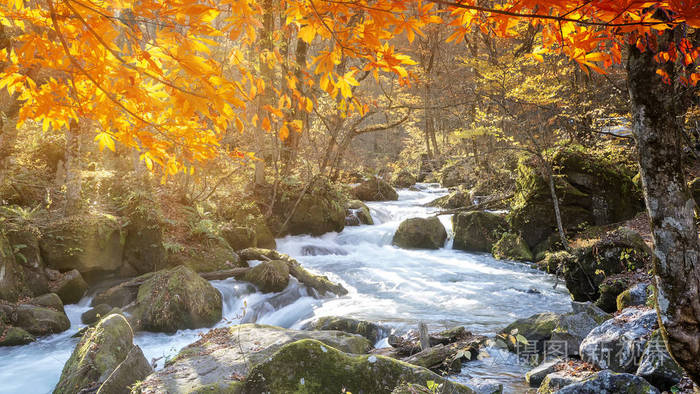 溪峡谷美丽的河流,秋天的季节,日本