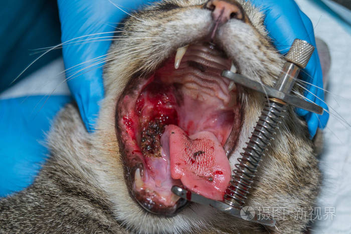 猫口腔肿瘤猫免疫缺陷病毒感染阳性