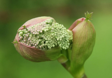 花园里的花，背景是博克