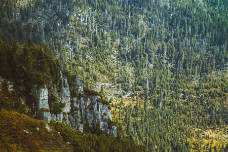 夏天捷克巨山谷和云杉森林的风景