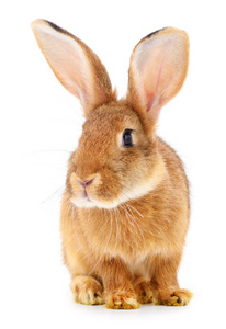 白色背景上分离的小棕色兔子。