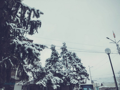 云杉树的分支与白雪。城市里的冬天。白色的天空