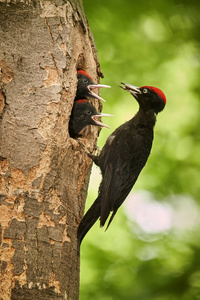 黑色啄木鸟干爪蟾，巢孔中有两个幼鸟。 捷克森林的野生动物场景。