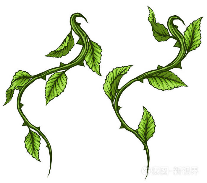 图形卡通详细的绿色玫瑰枝茎与叶子和荆棘. 孤立在白色背景上.