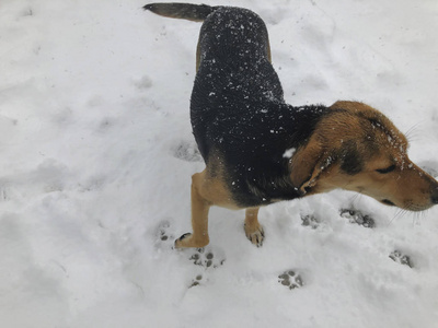 院子里的狗在雪中跑到外面。快照附近