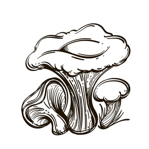 可食用的森林蘑菇。 轮廓矢量插图隔离在白色背景上。