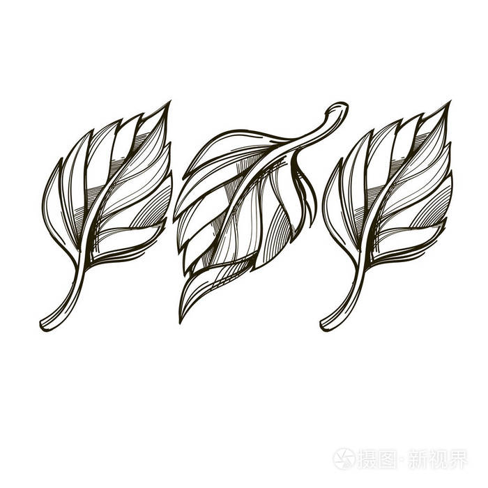 素描风格的叶子 装饰植物元素的贺卡邀请和更多.