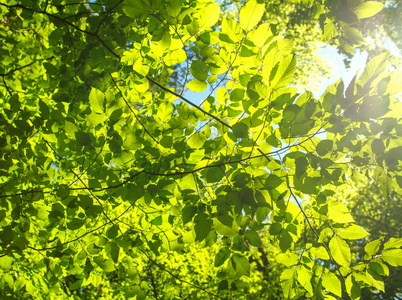 森林自然背景中阳光明媚的一天，绿树葱茏，绿树成荫
