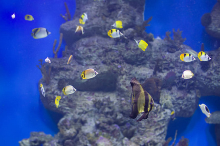 珊瑚礁和珊瑚背景上的多色热带鱼类。