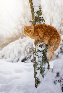 猫在白雪覆盖的树上降雪图片