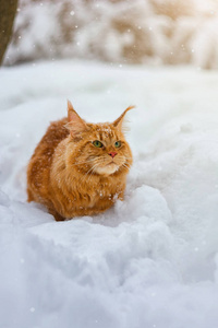 冬天雪中的猫，白雪覆盖的花园