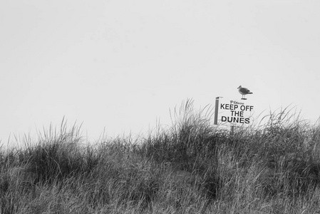 海鸥和远离沙丘标志在火岛国家海滨，纽约