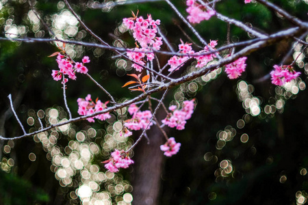 野生喜马拉雅樱桃或科植物名称在冬季开放，背景为Bokeh