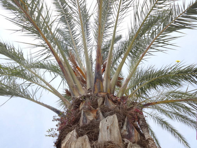 天空背景上的棕榈树