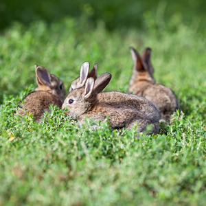 绿色草地背景的小灰兔