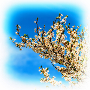 春季果树开花枝