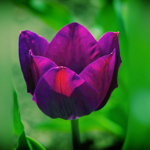 春天花园里盛开的郁金香花