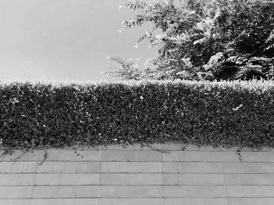 在里顺勒锡安的白色栅栏和植物。特写镜头