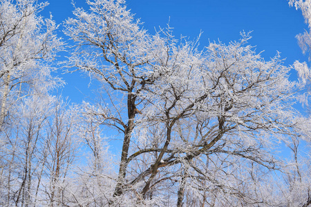 蓝天背景上的白色雪树。寒冷的晴天。