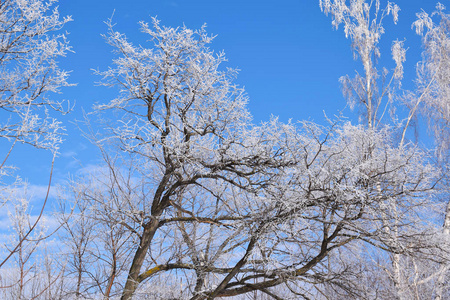 蓝天背景上的白色雪树。寒冷的晴天。