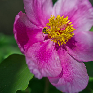 牡丹花和一只蜜蜂在花园里的晴天
