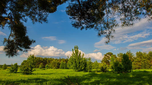 松树和草地的春季景观