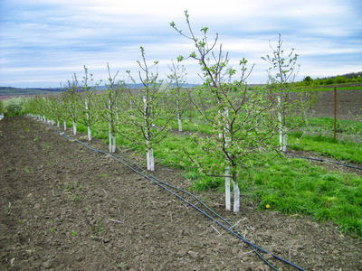 春天开放的苹果园。 苹果树