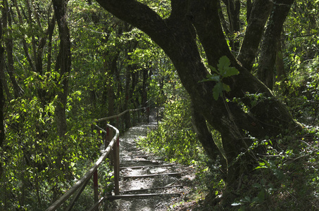 白种人山区的景观淹没在绿色植物中