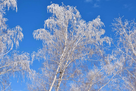 蓝天背景上的白色雪树。寒冷的晴天。