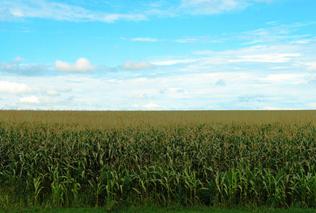 夏天晴朗的天空下田野上的玉米
