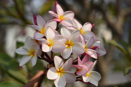 花园里五颜六色的花。梅花盛开。花园里美丽的花在夏天绽放。