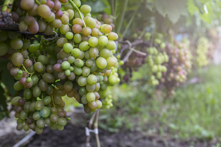 花园里藤蔓上的一束白葡萄。 新鲜成熟多汁的葡萄接近收获时间