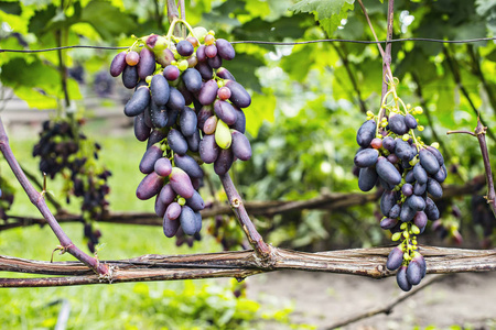 花园里藤蔓上的一束紫色葡萄。 新鲜成熟多汁的葡萄接近收获时间