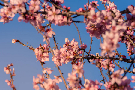 美丽的自然景象。 春天的杏仁花。 美丽的抽象杏仁花背景。 瓦伦西亚田野的春天