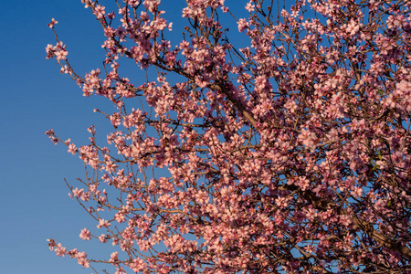 春天的花朵背景。 美丽的自然景象，盛开的树和太阳耀斑。 春天的杏仁花。 美丽的抽象杏仁花背景。 春季