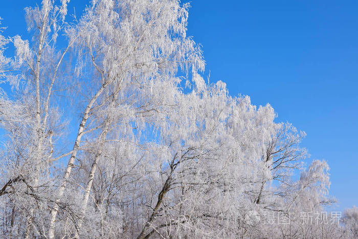 蓝天背景上的白色雪树.寒冷的晴天.