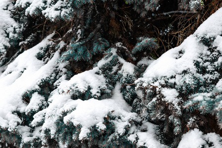 杉树的绿色树枝上覆盖着白色蓬松的雪。 近点