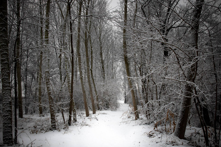 冬天的树木反射着雪，山麓