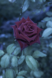 关闭深红色玫瑰花与模糊背景的蓝色滤色。