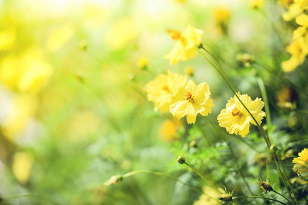 大自然黄花地模糊背景黄色植物金盏菊秋色美丽在花园里