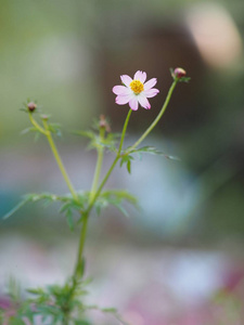 粉红色的花宇宙草野生宇宙乌拉姆拉贾色拉绿色蔬菜之王