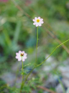 粉红色的花宇宙草野生宇宙乌拉姆拉贾色拉绿色蔬菜之王